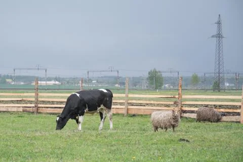 Corral with a cow Stock Photos
