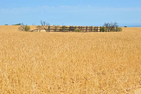 Corral in a field of wheat Stock Photos