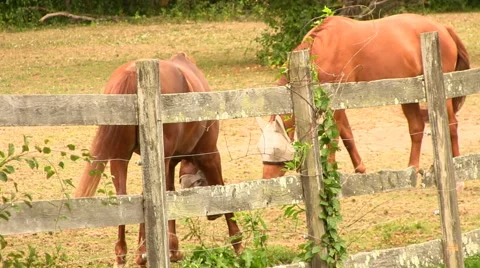 Corral horses 2 Stock Footage 49093002