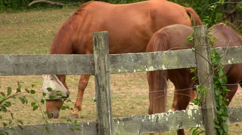 Corral horses 4 Stock Footage 49093086