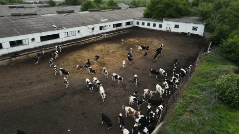 Corral with many different cows. aerial drone shooting Stock Footage 155790639