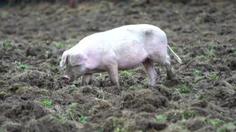 In corral is on nature of pig Stock Footage 56587498