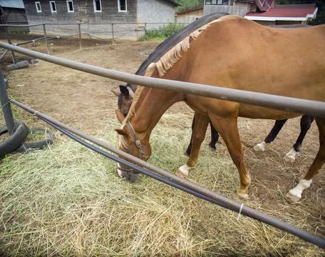 Corral with two horses 写真素材