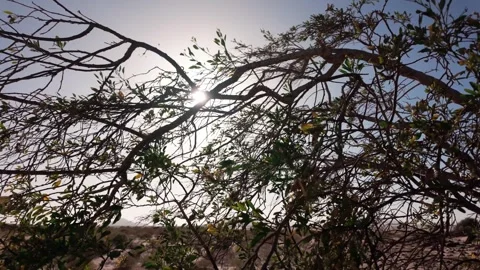 Corralejo 7 Stock Footage 344171397