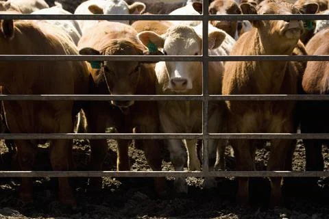 Corralled Cattle Stock Photos