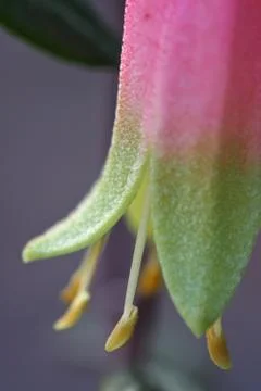 Correa Flower Close-up Stock Photos