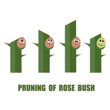Correct and wrong ways to prune roses Stock Illustration