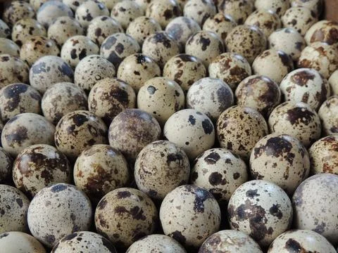 Correct placement of hatching eggs in the tray Stock Photos