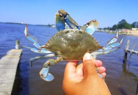 The correct technique to hold blue crab without being clipped Stock Photos