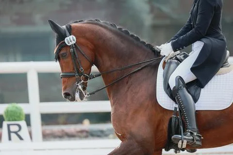 Correctness and effect of aids. Equestrian sports, details of dressage. Stock Photos