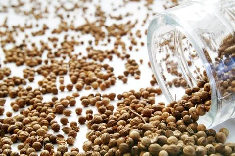 Corriander spice Stock Photos