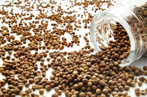 Corriander spice Stock Photos