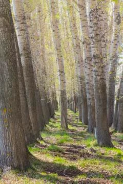 Corridor of poplars Stock Photos