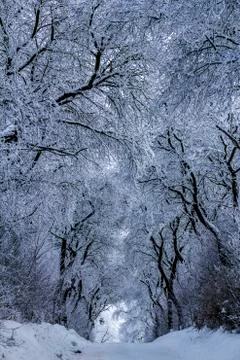 A corridor of trees in deep winter Stock Photos