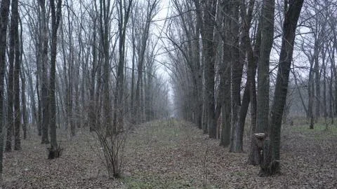 A corridor of trees Stock Photos