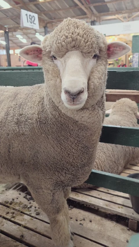 Corriedale breed sheep looking at the during an exhibition. 4K Vertical foota Stock Footage 318853802