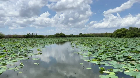 Corroboree billabong Stock Footage 219237501