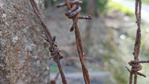 Corroded barbed wire Stock Footage 330518196
