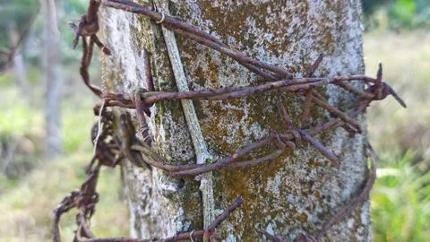Corroded barbed wire Stock Footage 330518211