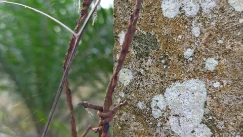 Corroded barbed wire Stock Footage 330518278