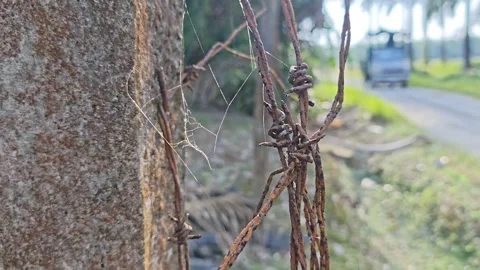 Corroded barbed wire Stock Footage 330518352