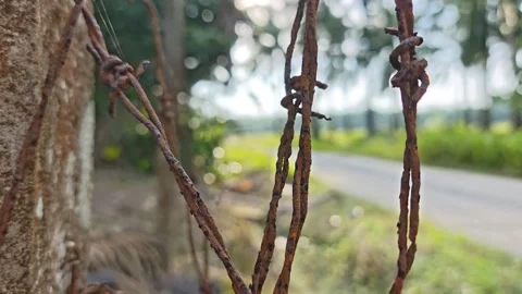 Corroded barbed wire Stock Footage 330519054