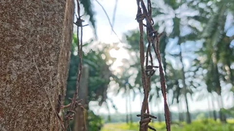 Corroded barbed wire Stock Footage 330519154