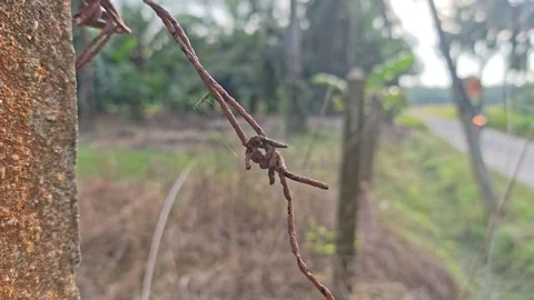 Corroded barbed wire Stock Footage 330519170