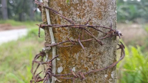 Corroded barbed wire Stock Footage 330519413