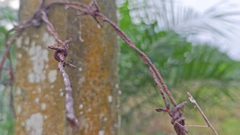 Corroded barbed wire Stock Footage 330519417