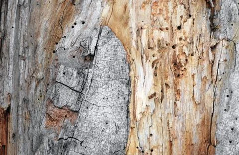 Corroded bugs wood as concept of software errors Stock Photos