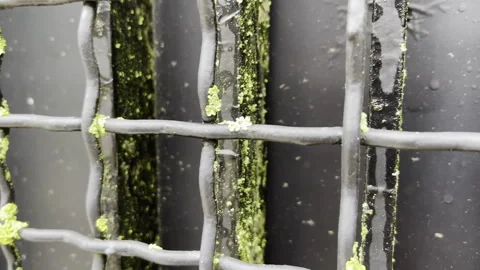 Corroded metal gate with green moss growth tracking shot Stock Footage 325616144