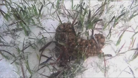 Corrugated Sea Cucumbers Lying Separately Among Seagrass Vídeos de archivo 343728948