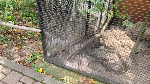 Corsac fox behind a mesh cage in Brno Zoo Stockbeeldmateriaal 347803486