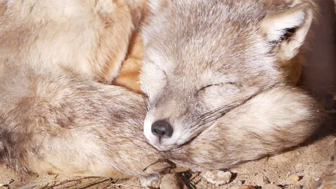 Corsac fox enjoys a peaceful moment, sleeping soundly while curled up on the Stock Footage 291733341