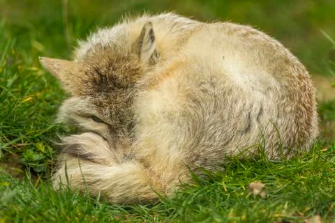 Corsac Fox lying down Stock Photos