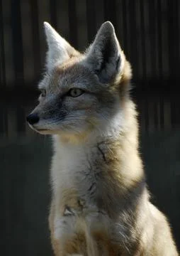 Corsac Fox Stock Photos