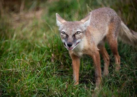 Corsac Fox Stock Photos
