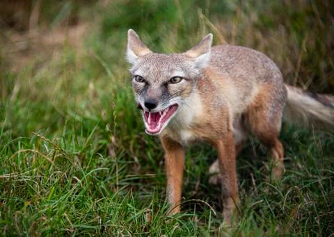 Corsac Fox Stock Photos