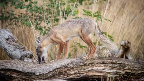 Corsac Fox Stock Photos