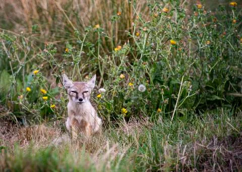 Corsac Fox Stock Photos