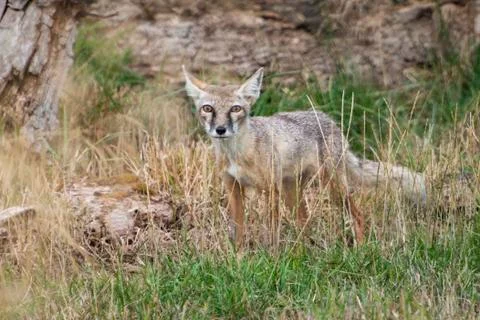 Corsac Fox Stock Photos