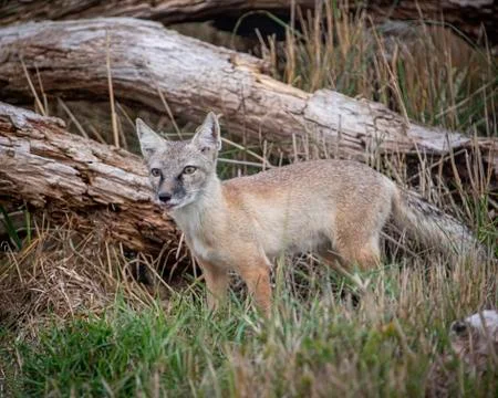 Corsac Fox Stock Photos