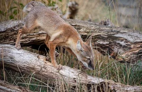 Corsac Fox Stock Photos