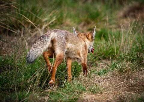 Corsac Fox Stock Photos