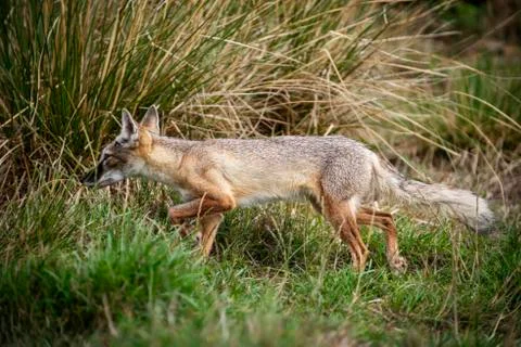 Corsac Fox Stock Photos