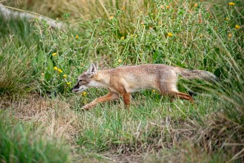 Corsac Fox Stock Photos