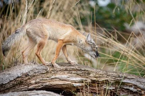 Corsac Fox Stock Photos