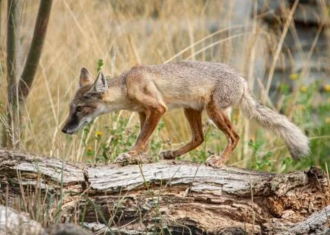 Corsac Fox Stock Photos