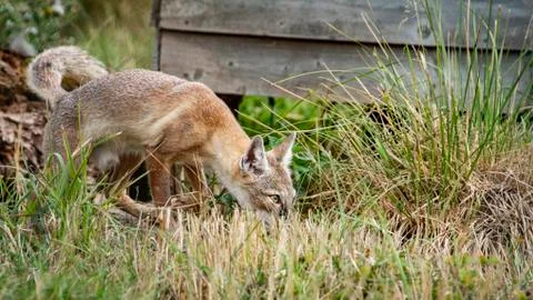 Corsac Fox Stock Photos